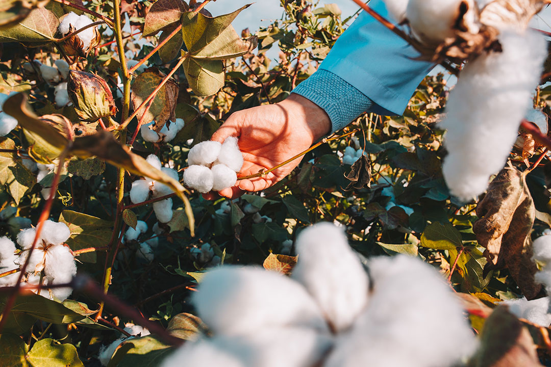 O Brasil não produz fio suficiente de algodão para atender à demanda interna.